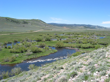 Diamond Tail Bison Herd Photo