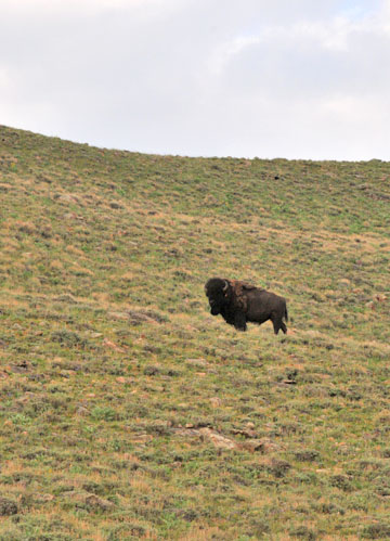 Bison Bull Photo