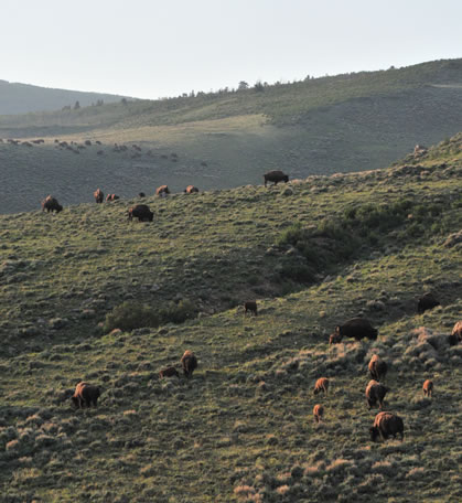 Diamond Tail Bison Herd Photo