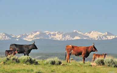 Diamond Tail Bison Herd Photo